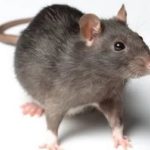 Дератизация - уничтожение мышей и крыс ЮЗАО